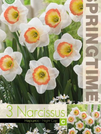 Narcissus Night Cap - RB