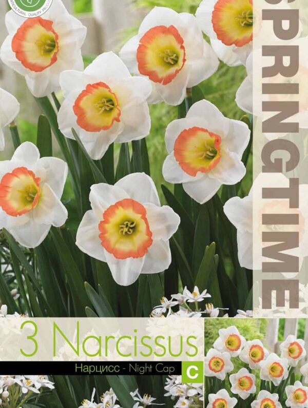 Narcissus Night Cap - RB