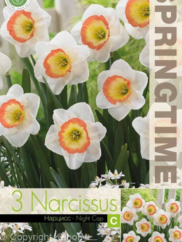 Narcissus Night Cap - RB