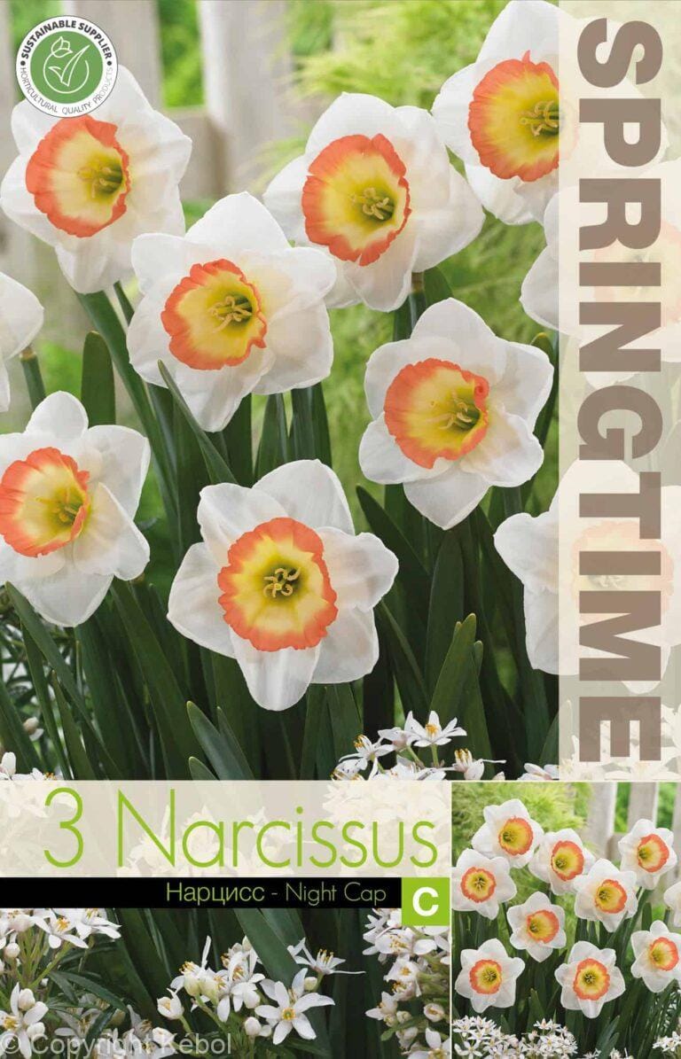 Narcissus Night Cap - RB