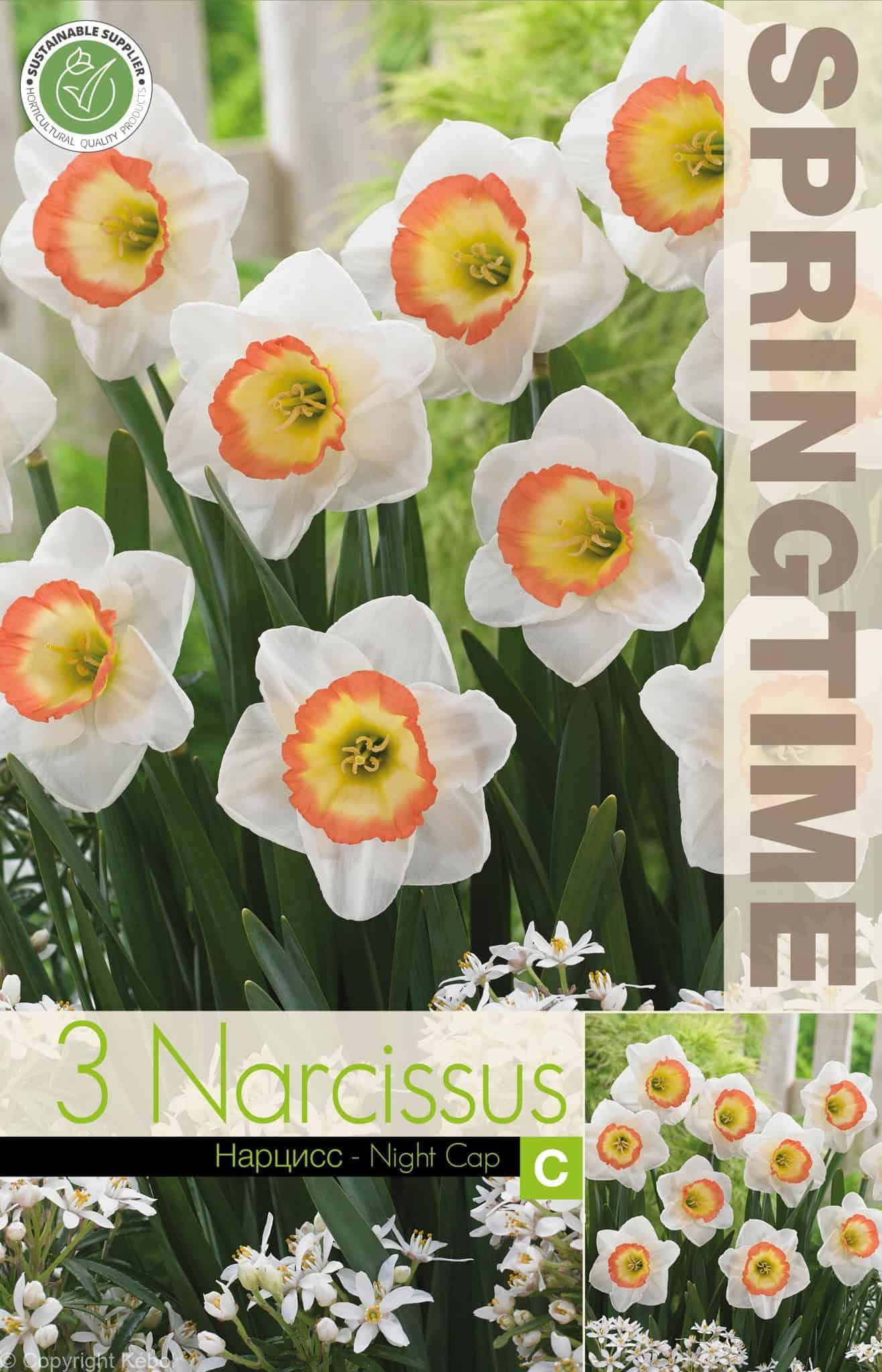 Narcissus Night Cap - RB