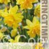 Narcissus Tête Bouclé - RB