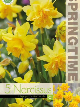 Narcissus Tête Bouclé - RB