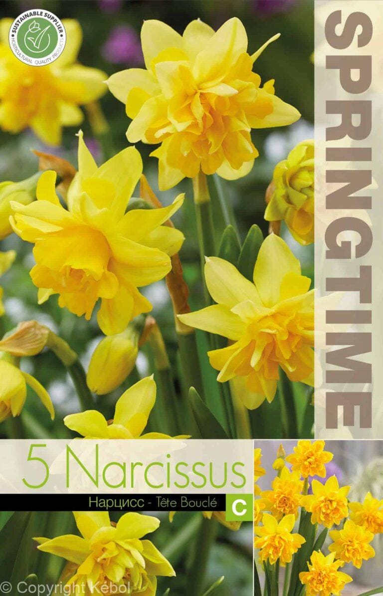 Narcissus Tête Bouclé - RB