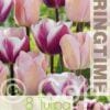 Tulipa Librije/Barcelona Beauty - RB