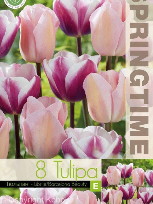 Tulipa Librije/Barcelona Beauty - RB