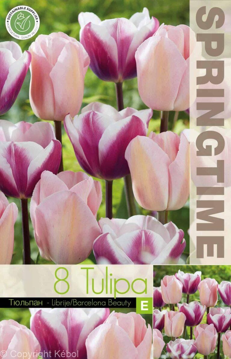 Tulipa Librije/Barcelona Beauty - RB