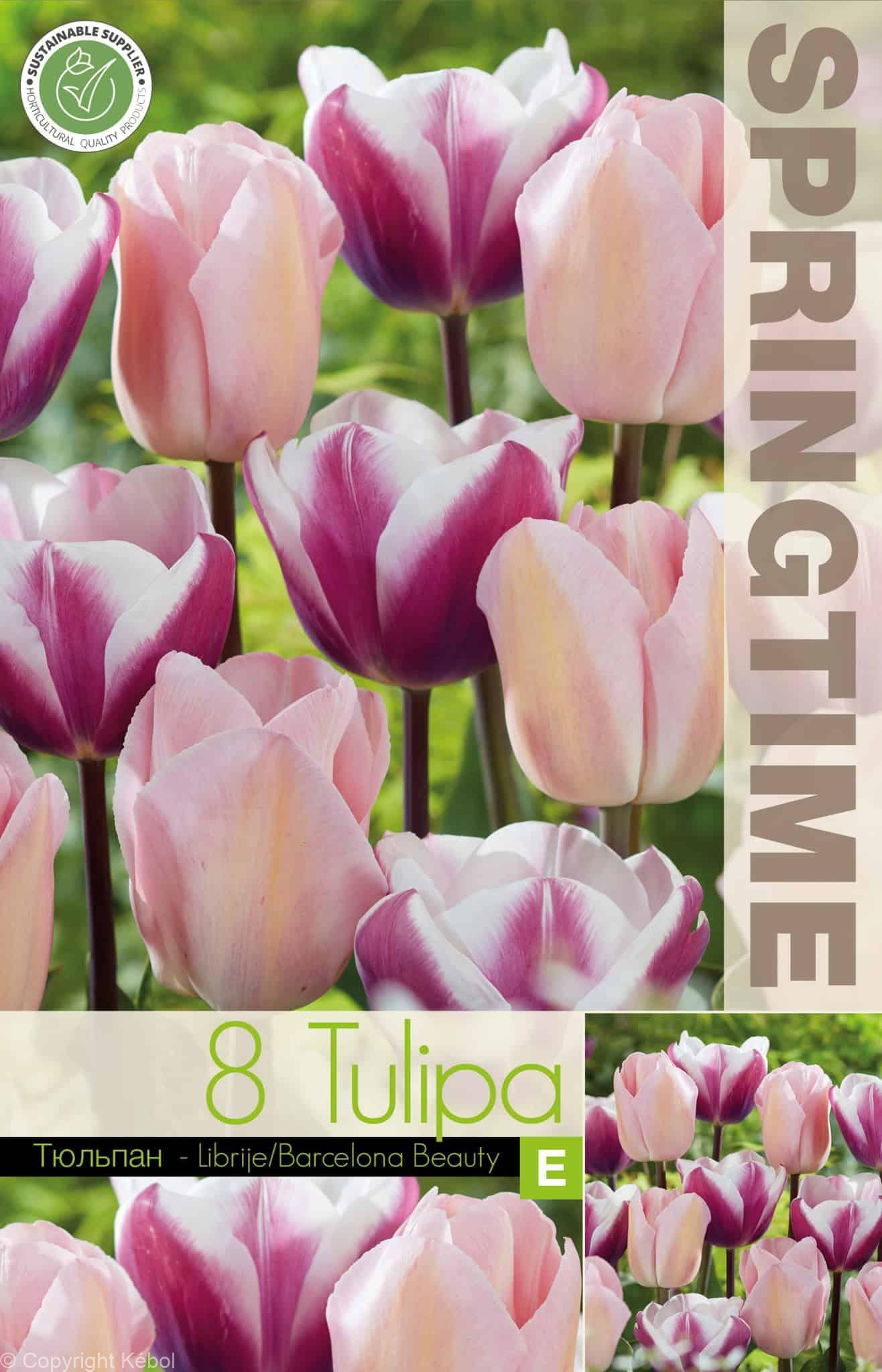 Tulipa Librije/Barcelona Beauty - RB