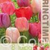 Tulipa Pride Mixed - RB