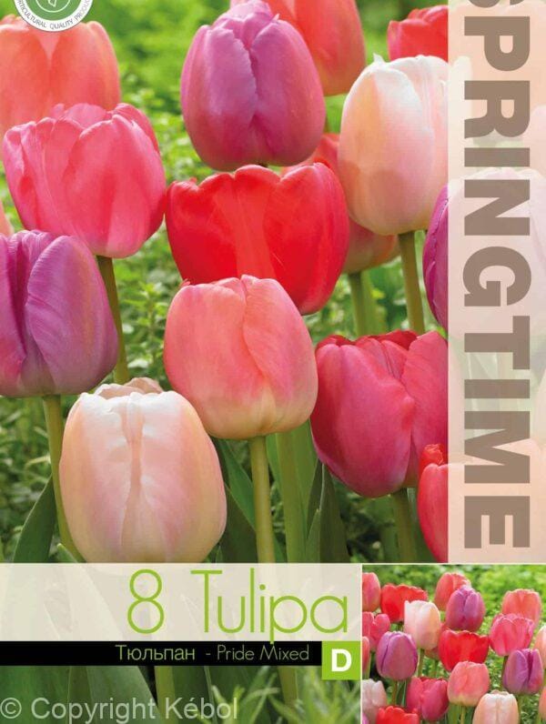 Tulipa Pride Mixed - RB