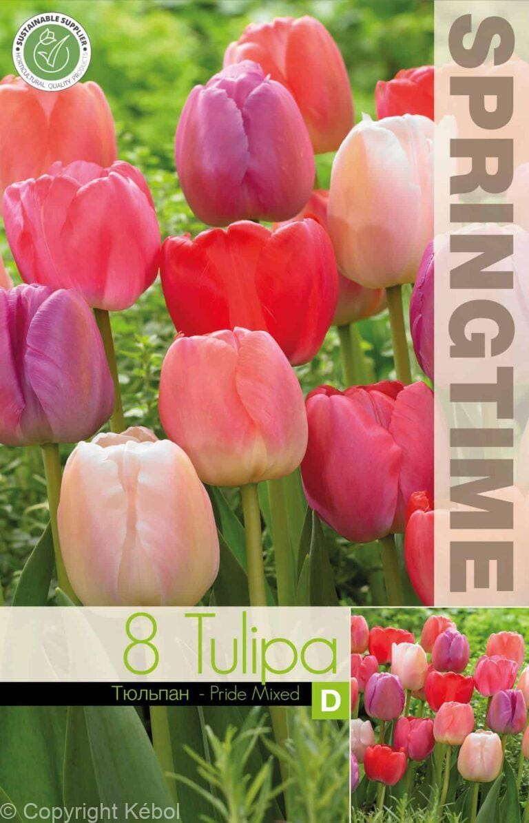 Tulipa Pride Mixed - RB