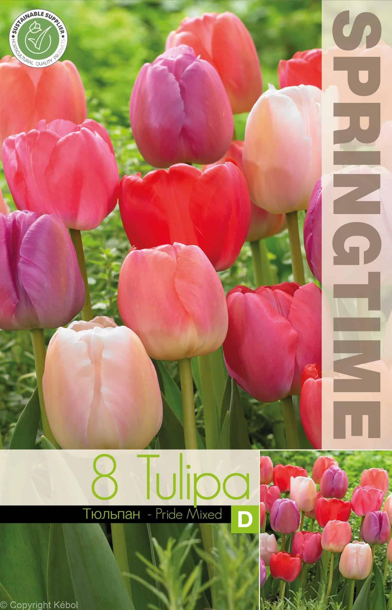 Tulipa Pride Mixed - RB