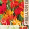 Tulipa Praestans Mixed - RB