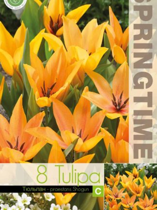 Tulipa Praestans Shogun - RB