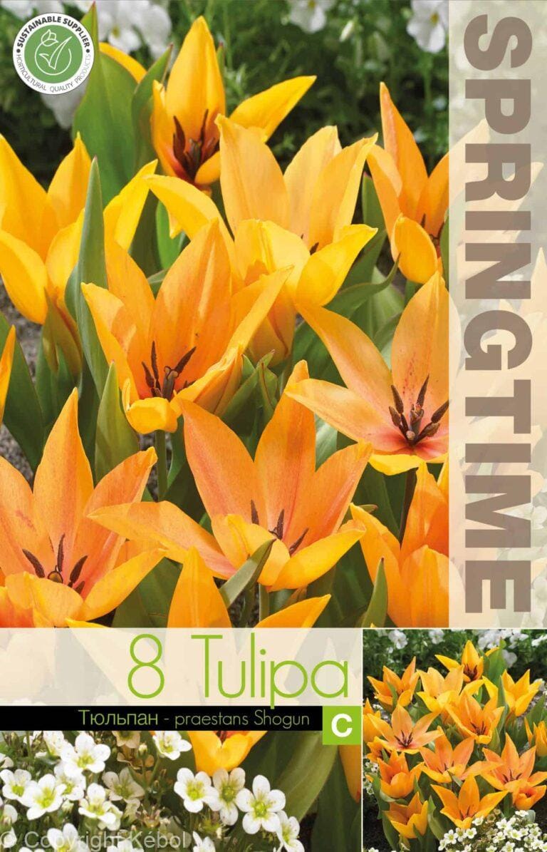 Tulipa Praestans Shogun - RB