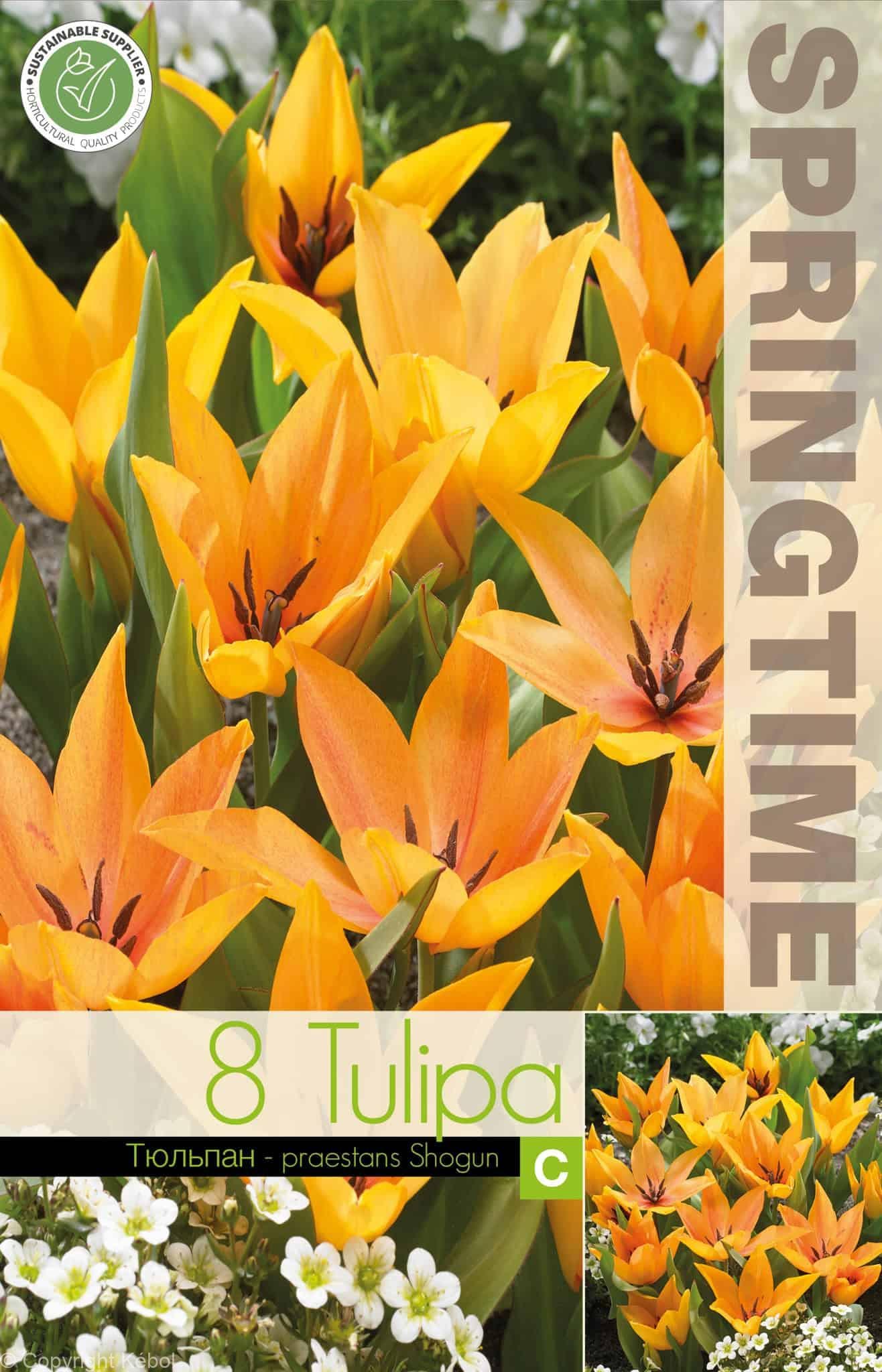 Tulipa Praestans Shogun - RB