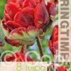 Tulipa Rococo Double - RB