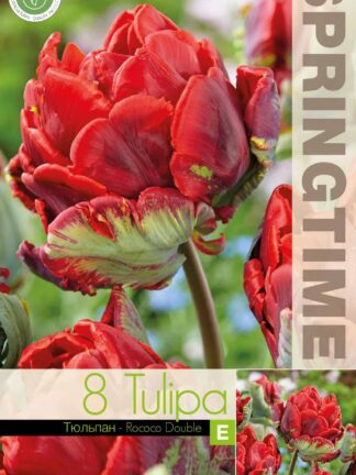 Tulipa Rococo Double - RB