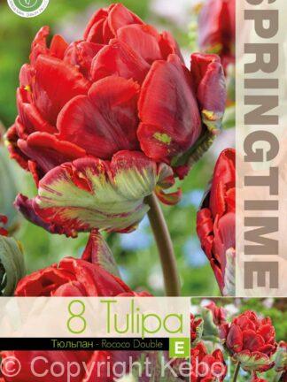 Tulipa Rococo Double - RB