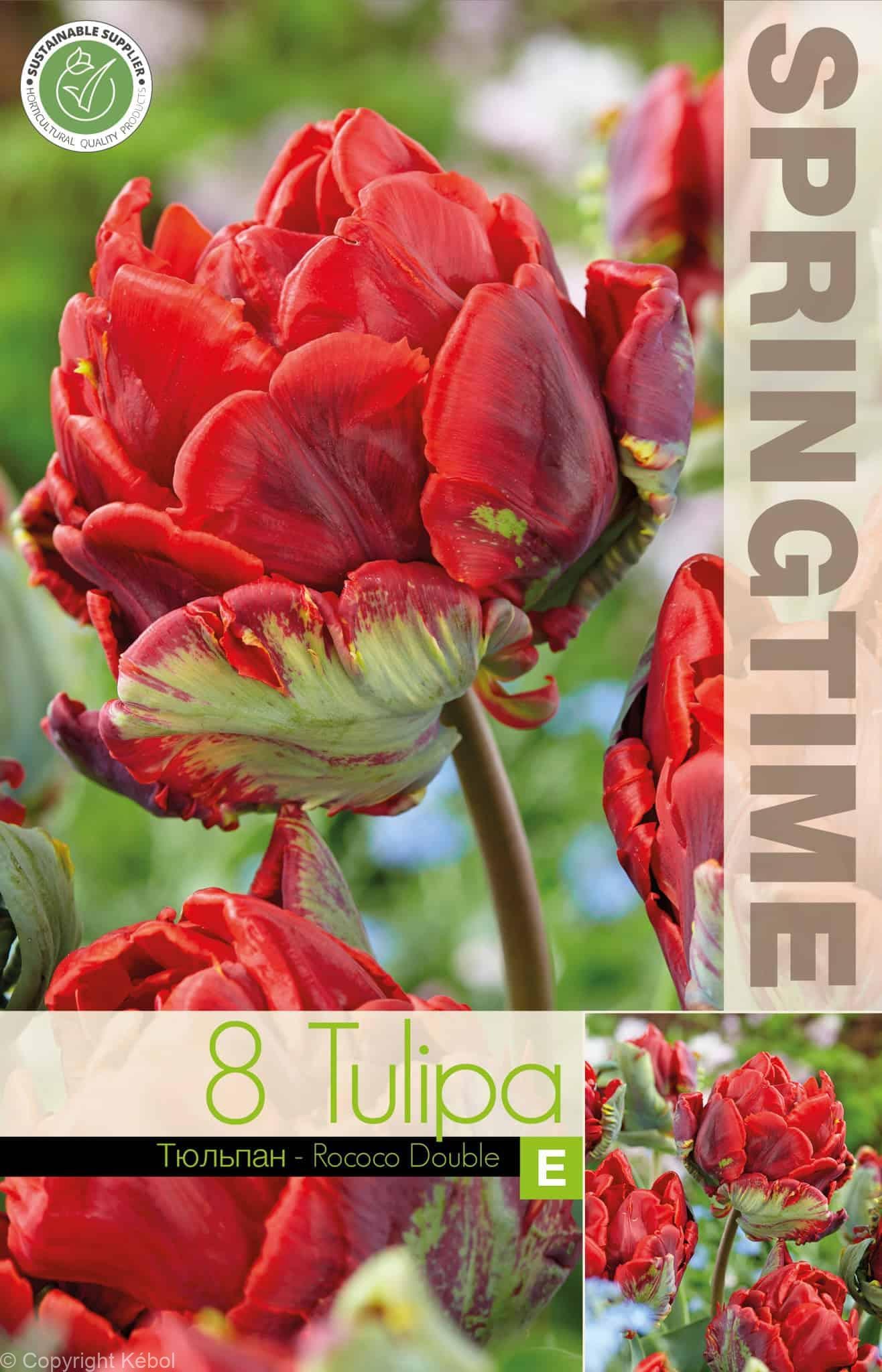 Tulipa Rococo Double - RB
