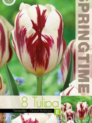 Tulipa Grand Perfection - RB