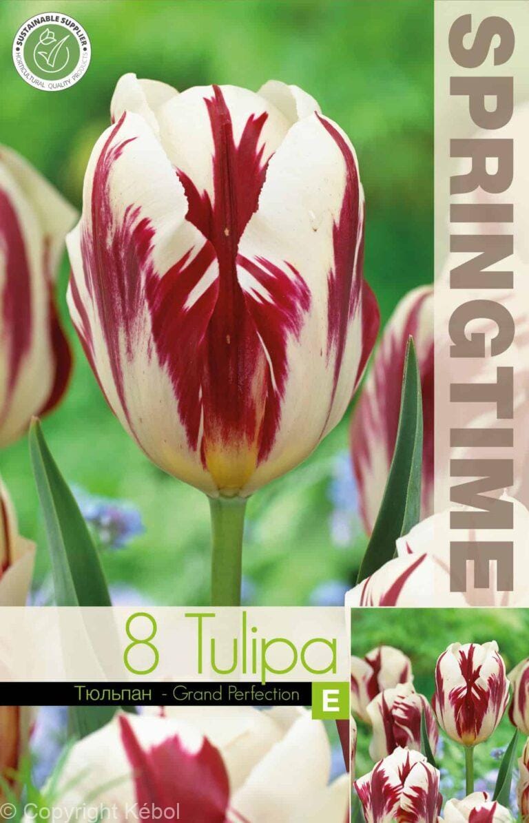 Tulipa Grand Perfection - RB