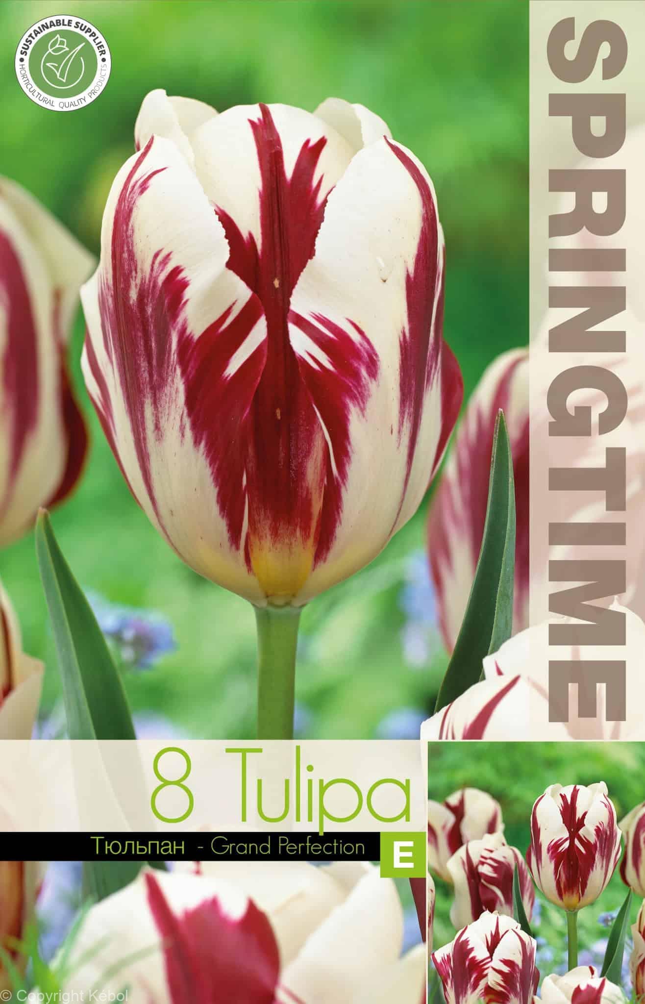 Tulipa Grand Perfection - RB