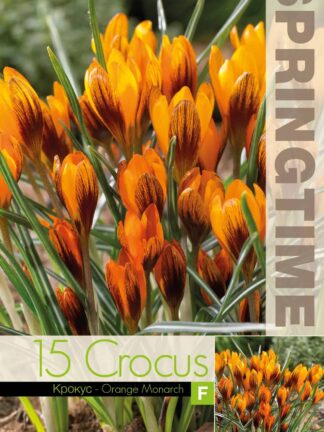 Crocus Orange Monarch - RB