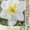 Narcissus Lemon Beauty - RB