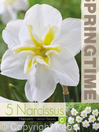 Narcissus Lemon Beauty - RB