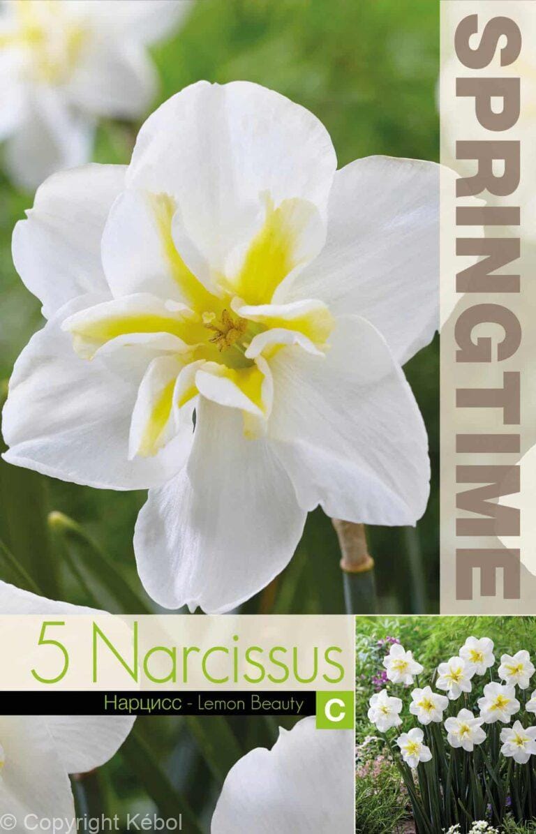 Narcissus Lemon Beauty - RB