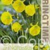 Narcissus Oxford Gold - RB