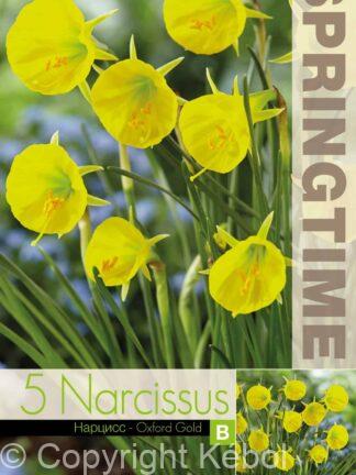 Narcissus Oxford Gold - RB