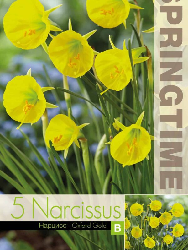Narcissus Oxford Gold - RB