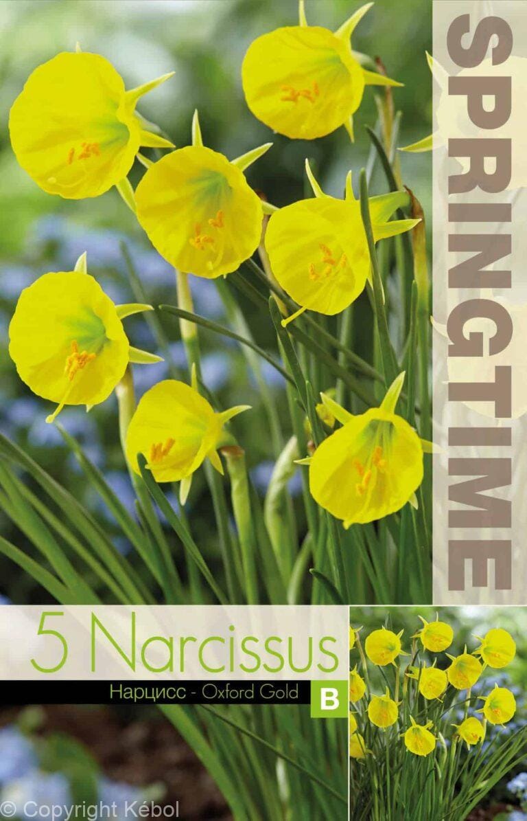 Narcissus Oxford Gold - RB