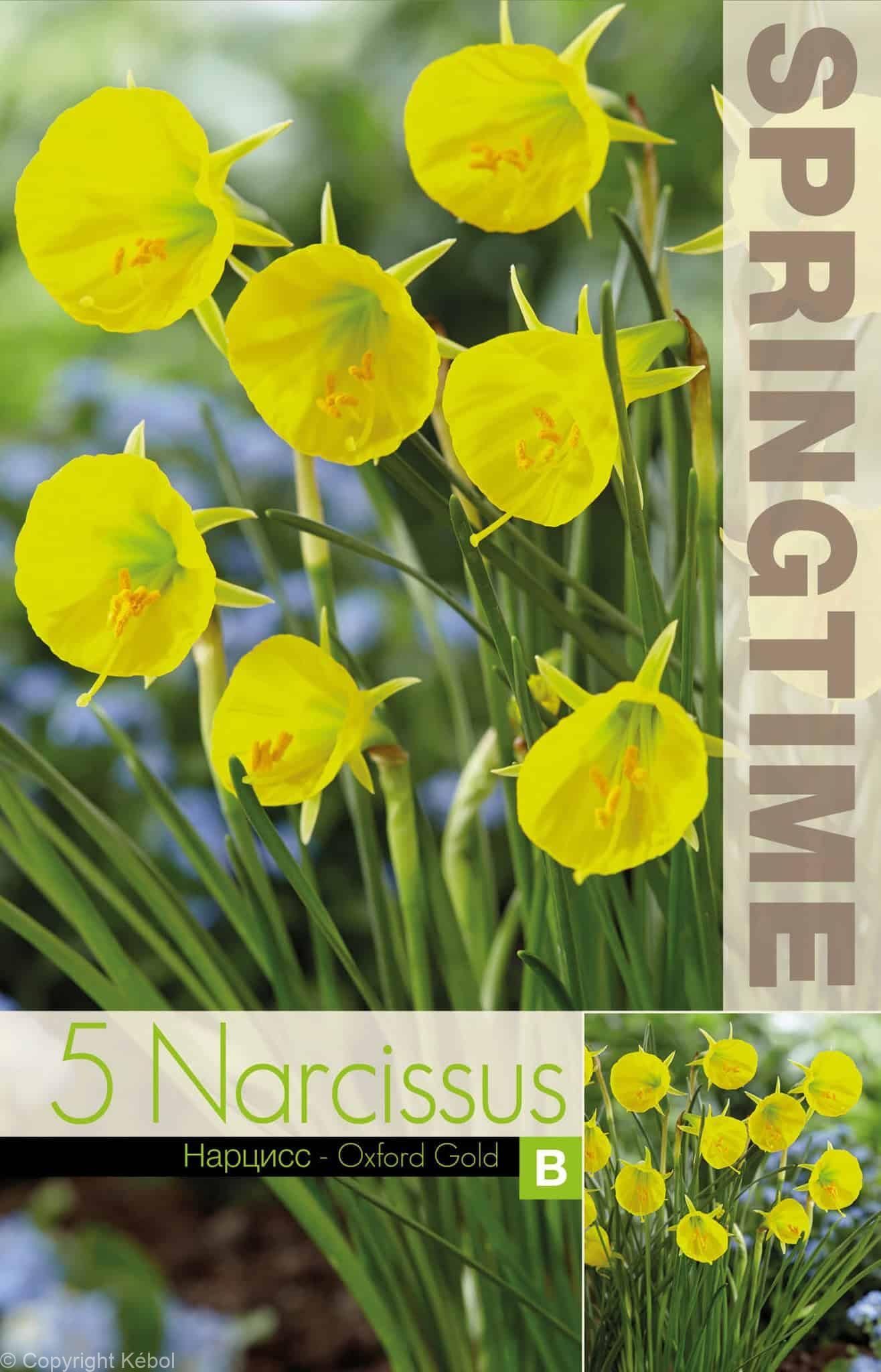 Narcissus Oxford Gold - RB