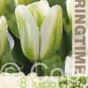 Tulipa Green Spirit - RB