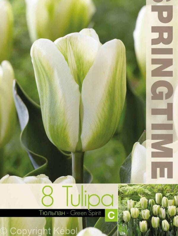 Tulipa Green Spirit - RB