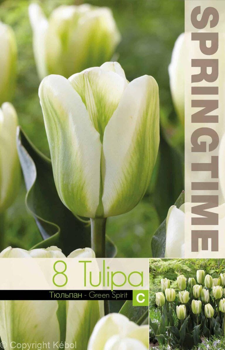 Tulipa Green Spirit - RB