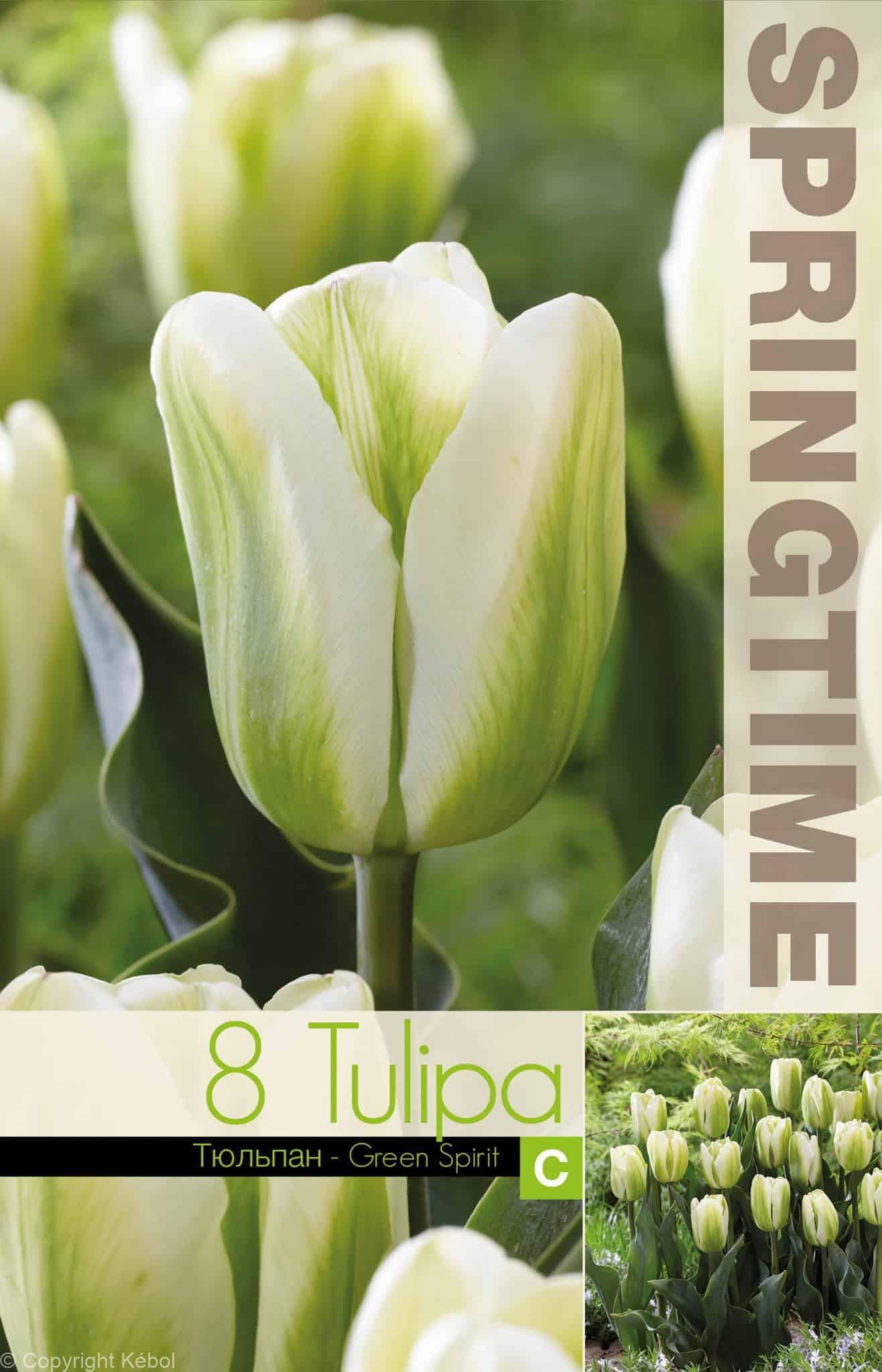 Tulipa Green Spirit - RB