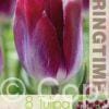 Tulipa Kansas Proud - RB