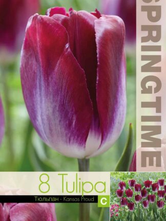 Tulipa Kansas Proud - RB