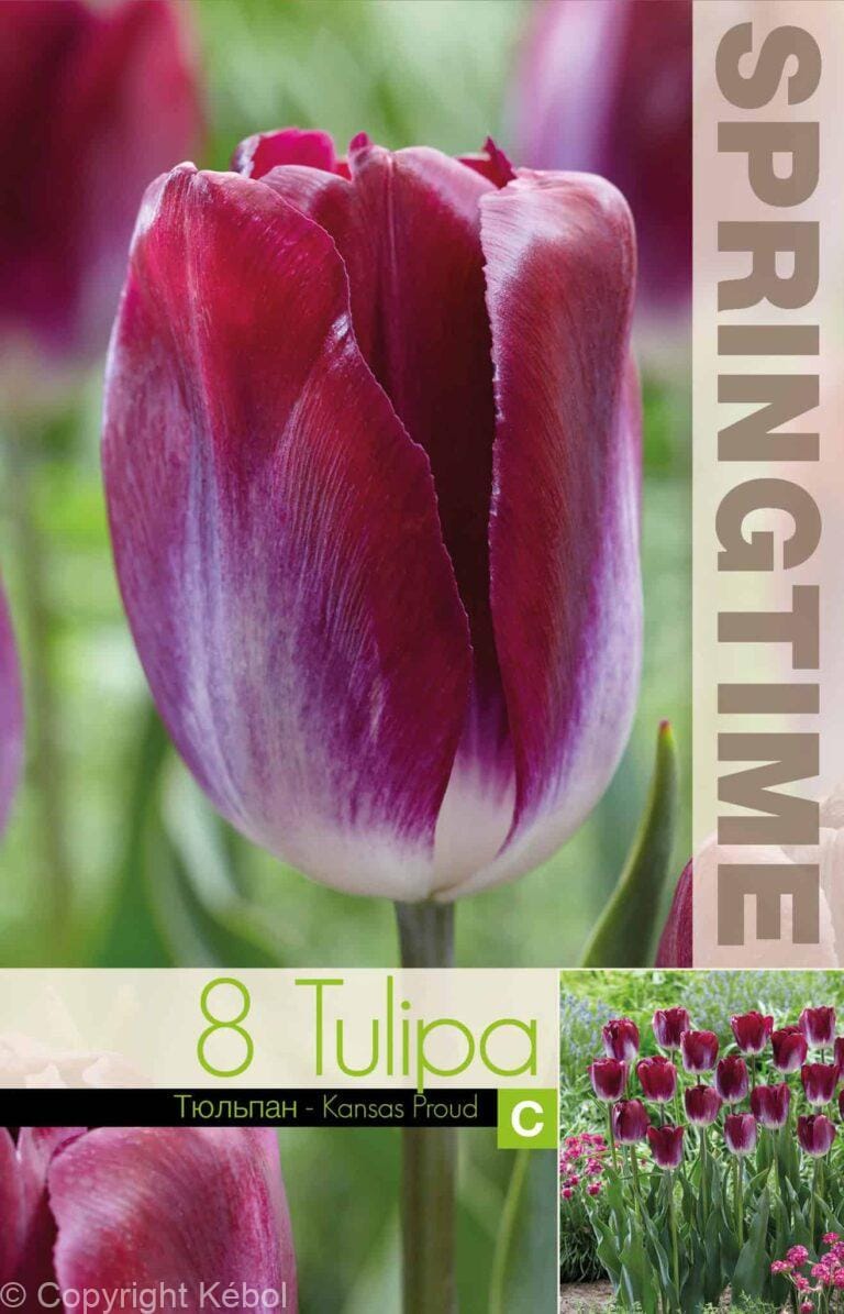 Tulipa Kansas Proud - RB