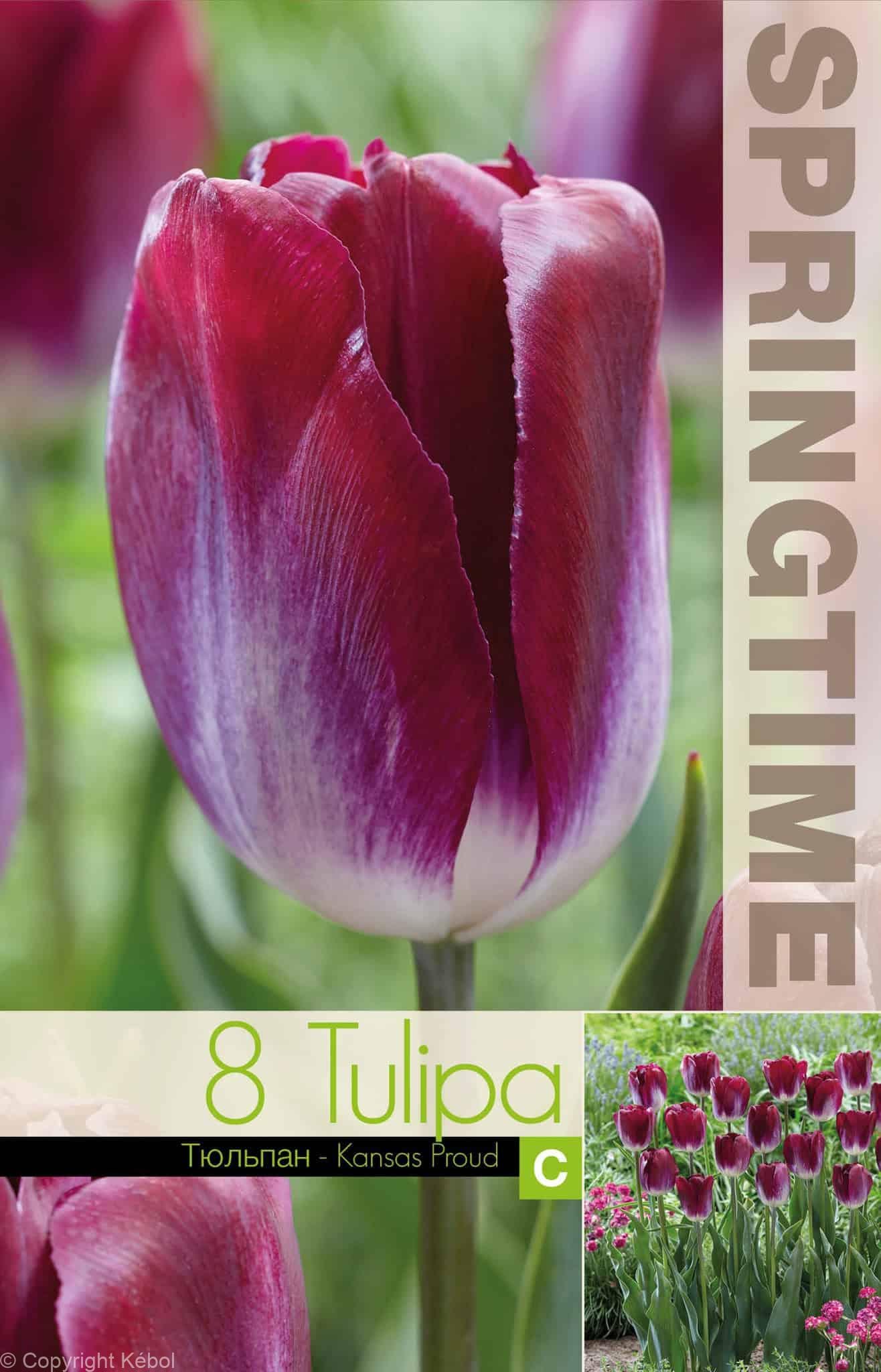 Tulipa Kansas Proud - RB
