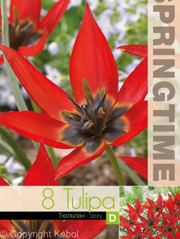 Tulipa Lizzy - RB