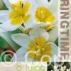 Tulipa Polychroma - RB