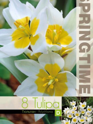Tulipa Polychroma - RB
