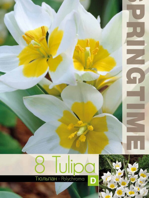 Tulipa Polychroma - RB