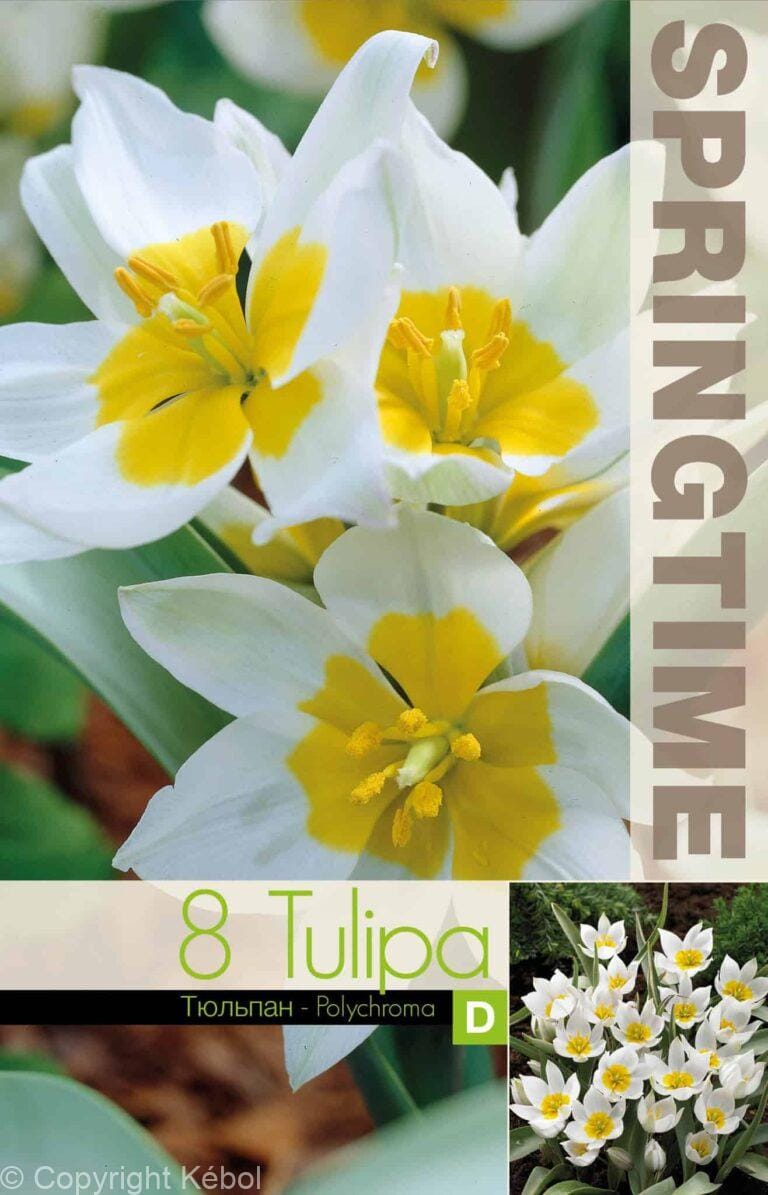 Tulipa Polychroma - RB
