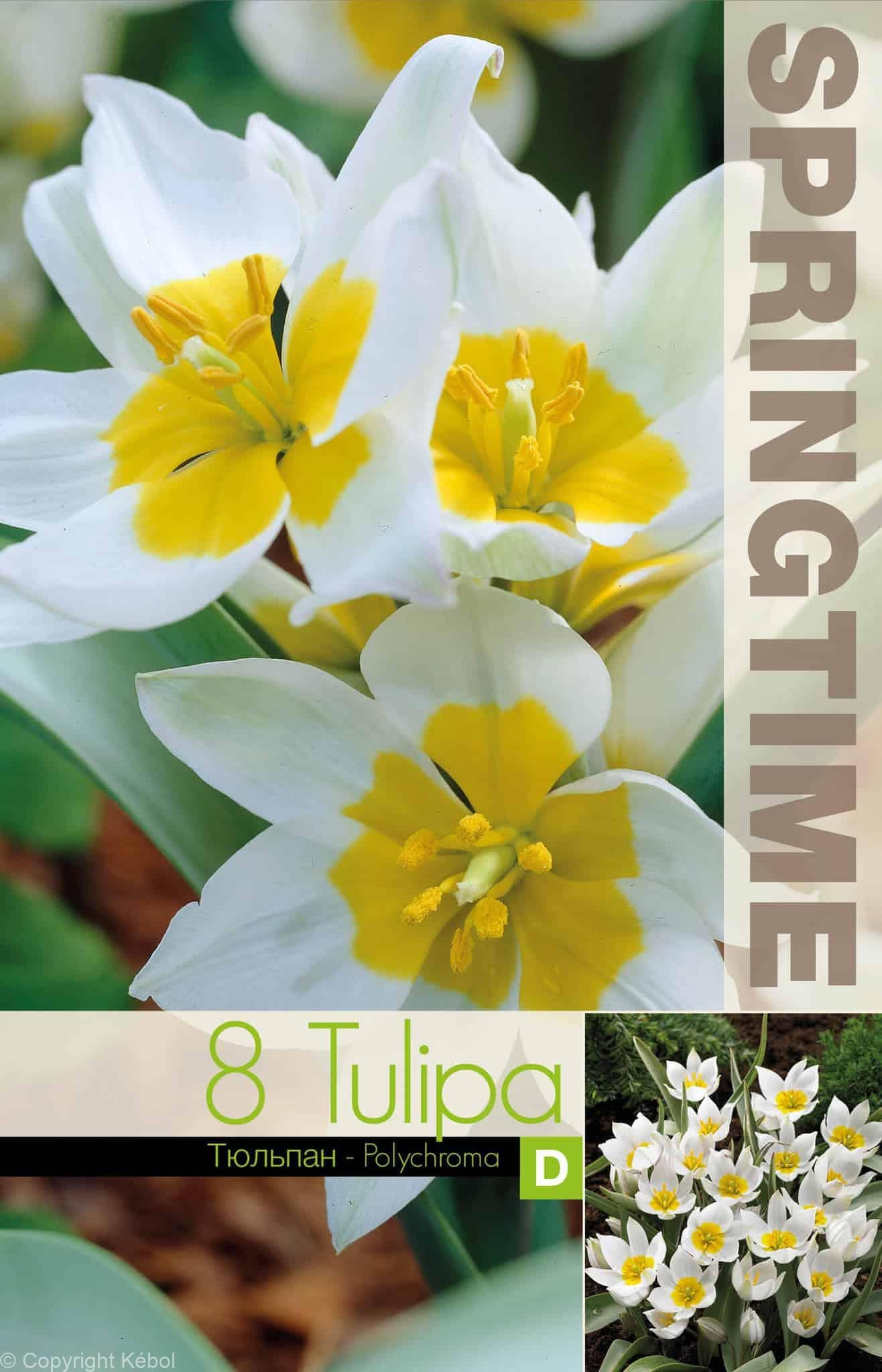Tulipa Polychroma - RB
